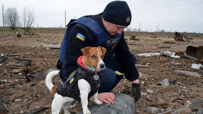 VIDEO: Good Boy: Patron The Pooch Joins Clean-Up In Devastated Chernihiv