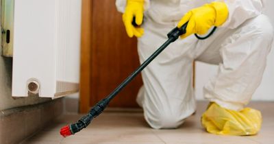 Huge outbreak of moths causing 'significant damage' in homes and businesses in Dublin