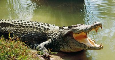 Crocodile eats man who had waded out into the river to go for a wee