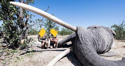 Trophy hunters slaughter Botswana's biggest elephant and pose with 8ft tusks