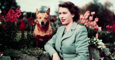 Queen's corgis were 'absolute godsend' when things got tough during her reign