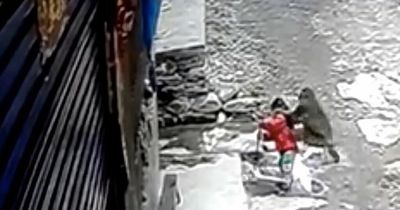 Dramatic moment girl, 3, is dragged away by wild monkey while playing by herself