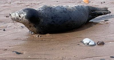 Anger as children throw stones at seal and woman grabs it by its tail