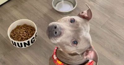 Owner left crying with laughter at dramatic dog's reaction when dinner is late