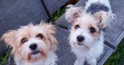 'Dog thieves threatened to slash my pet's throats if I did not pay a ransom'