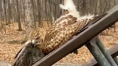 VIDEO: Hawk Down: New York Cop Rescues Large Hawk With Leg Trapped In Picnic Table