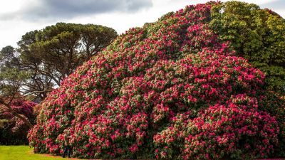 One Of Europe’s Biggest Rhododendrons Aged 170 Years Reaches Full Bloom In Cornwall