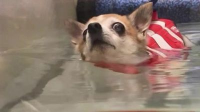 VIDEO: Meet The Grumpy Senior Dog Who Hilariously Refuses To Take Part In His Hydrotherapy Sessions