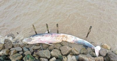 Huge 12-metre whale found on UK beach was 'hit by a boat and dragged for miles'