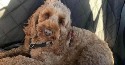 £1500 reward to help find dog that went missing from Lanarkshire park