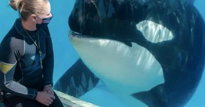 SeaWorld horror as killer whales attempts to drown trainer in resurfaced footage