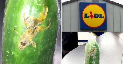 Disgusted Lidl shopper finds dead FROG squashed inside her cucumber