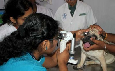 TANUVAS ranked first among veterinary universities