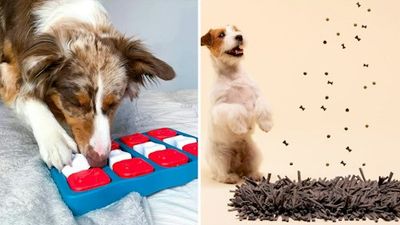 These cheap, clever things work so well it'll seem like your dog had expensive training