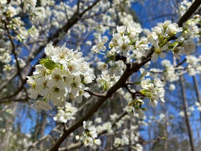 Callery pears: An invader 'worse than murder hornets!'