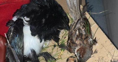 Shock as magpie and sparrow discovered in glue trap in Wishaw