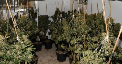 Four men appear in court accused of being involved in £1.3m Newcastle cannabis farm