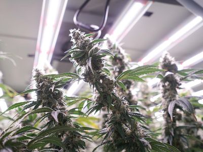 For Many Cultivators Inaccurate Lighting Metrics May Be Hindering Operational Success