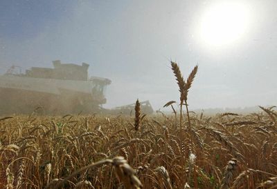 Russia donates wheat to ally Cuba as grains prices soar globally