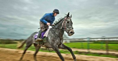 Irish jockey handed four year ban after testing positive for cocaine