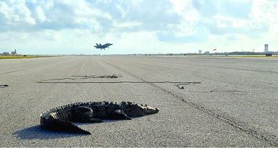 Sunbathing crocodile blocks runway at US Navy base in Florida