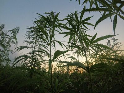 EXCLUSIVE: Pivoting A Traditional Farm To Hemp: How One Founder Sees Hemp Improving The World, Including Housing