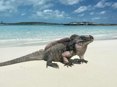 Ecotourism giving rare iguanas a sweet tooth