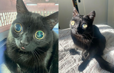 This internet-famous cat will soon be mayor of a Michigan community