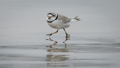 Monty the piping plover is back at Montrose Beach