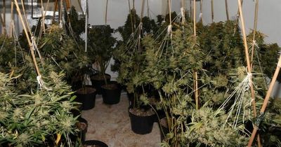 Police find cannabis farm with 3,000 plants worth more than one million pounds in property
