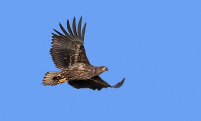 Country diary: These white-tailed eagles belong in southern England