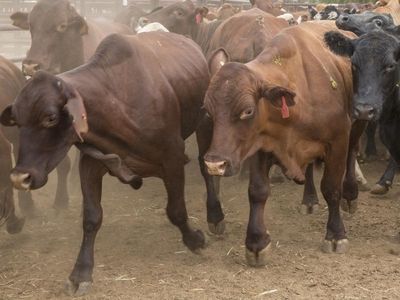 NT man charged over $1.47m cattle theft