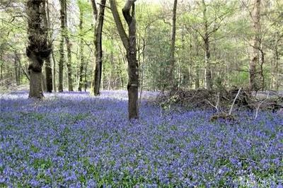 Money grows on trees: How to buy woodland as two Chilterns forests go on sale less than two hours from London