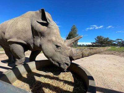 Threatened rhinos in Aussie home-swap
