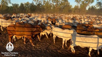 Taskforce Starlight probe leads to arrest of 71yo over alleged theft of 1,200 head of cattle