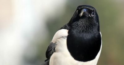 Distressed magpie and sparrow put to sleep after being discovered stuck to glue trap