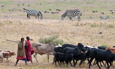 Tanzania’s Maasai appeal to west to stop eviction for conservation plans