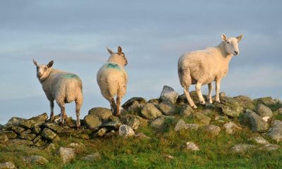 Northern Ireland faces loss of 1 million sheep and cattle to meet climate targets