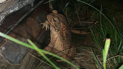 Beekeepers now face cane toad invasion in wake of Northern Rivers floods