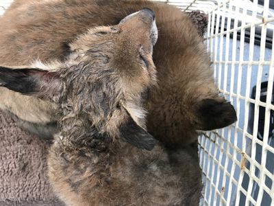 Abandoned Fox Cub With Head Jammed In Wheel For Days Rescued With Soap To Slip It Free