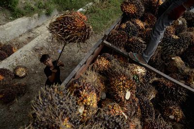 Indonesian prosecutors may name more suspects in palm oil probe