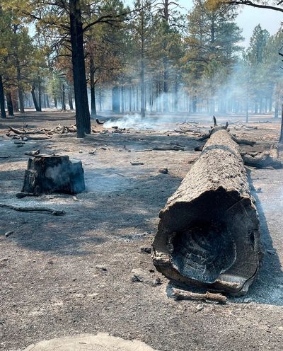 Biden order aims to protect old-growth forests from wildfire