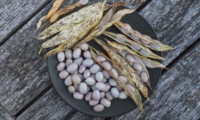 Why grow beans at home? It’s easy, they’re great for your health and good for the planet