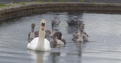 From 1909 to the present day - the amazing history of the Stobsmuir swans