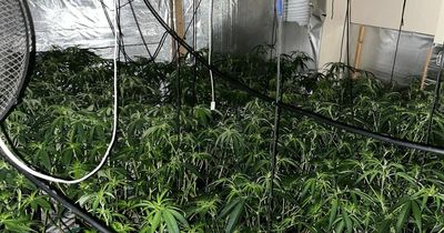 Police raided three cannabis farms yesterday