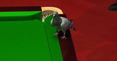 Pigeon hilariously stops play at the World Snooker Championship after jumping on table