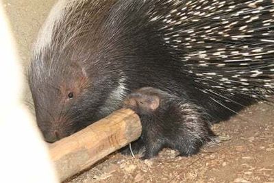 London Zoo releases first images of baby porcupine born in front of visitors