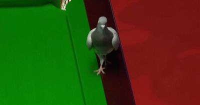 Pigeon stops World Snooker Championship in its tracks during bizarre invasion