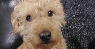 Woman's horror after unleashed dog attacks precious pet - and her plea to other owners