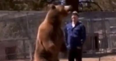 Bear mauls trainer to death after 'simple routine' goes wrong in horror footage